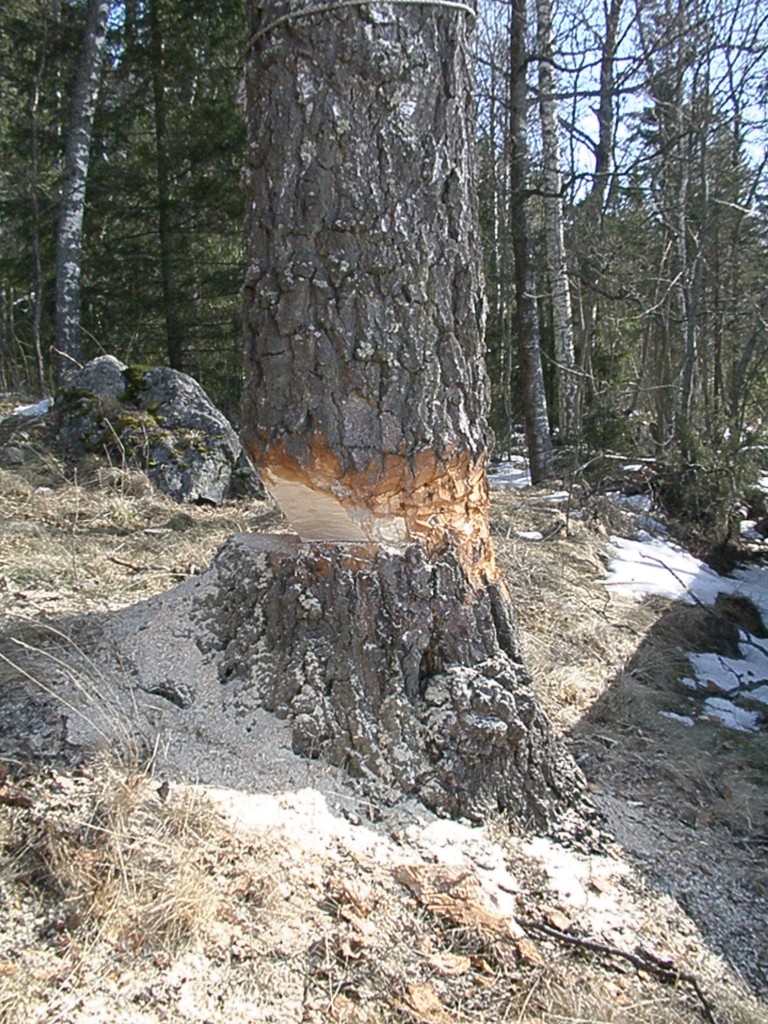 p4120965