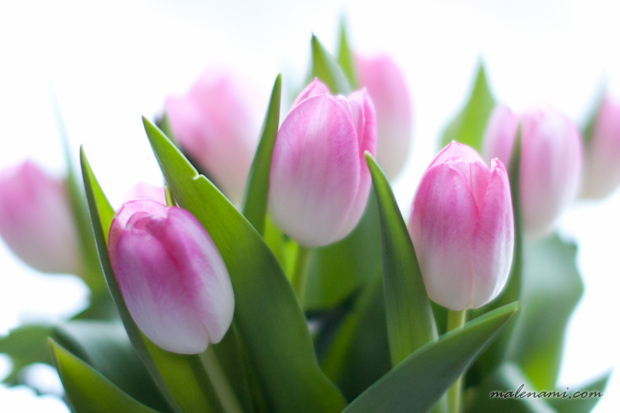 tulips-10